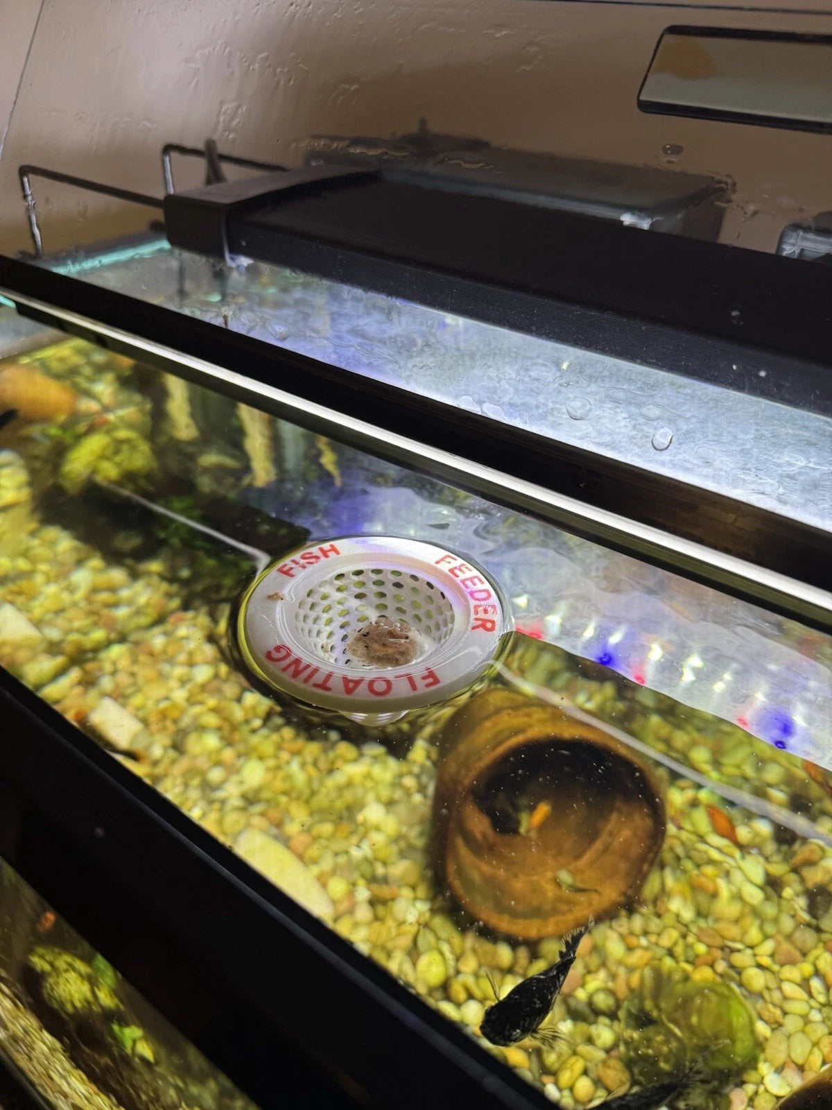 Aquarium Floating Fish Feeder Ring - Worms Krill Brine Mysis Pellet Flake Food