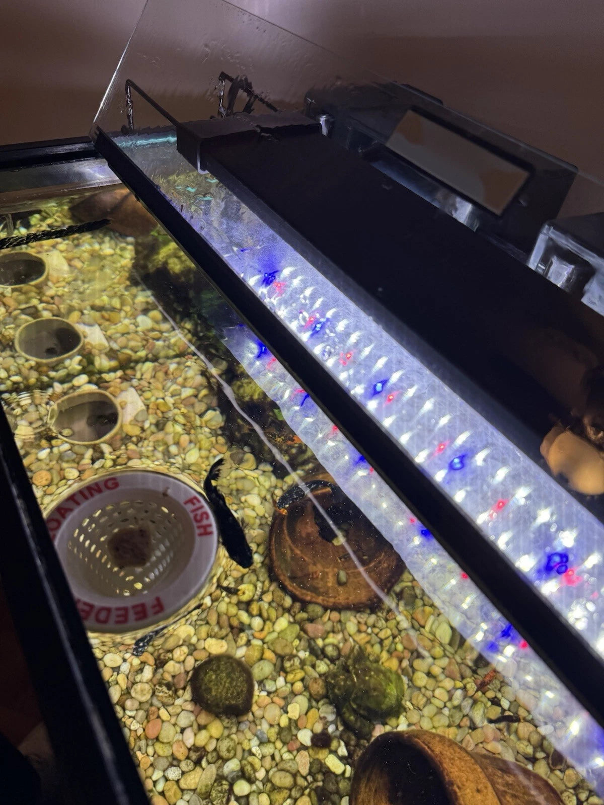 Aquarium Floating Fish Feeder Ring - Worms Krill Brine Mysis Pellet Flake Food